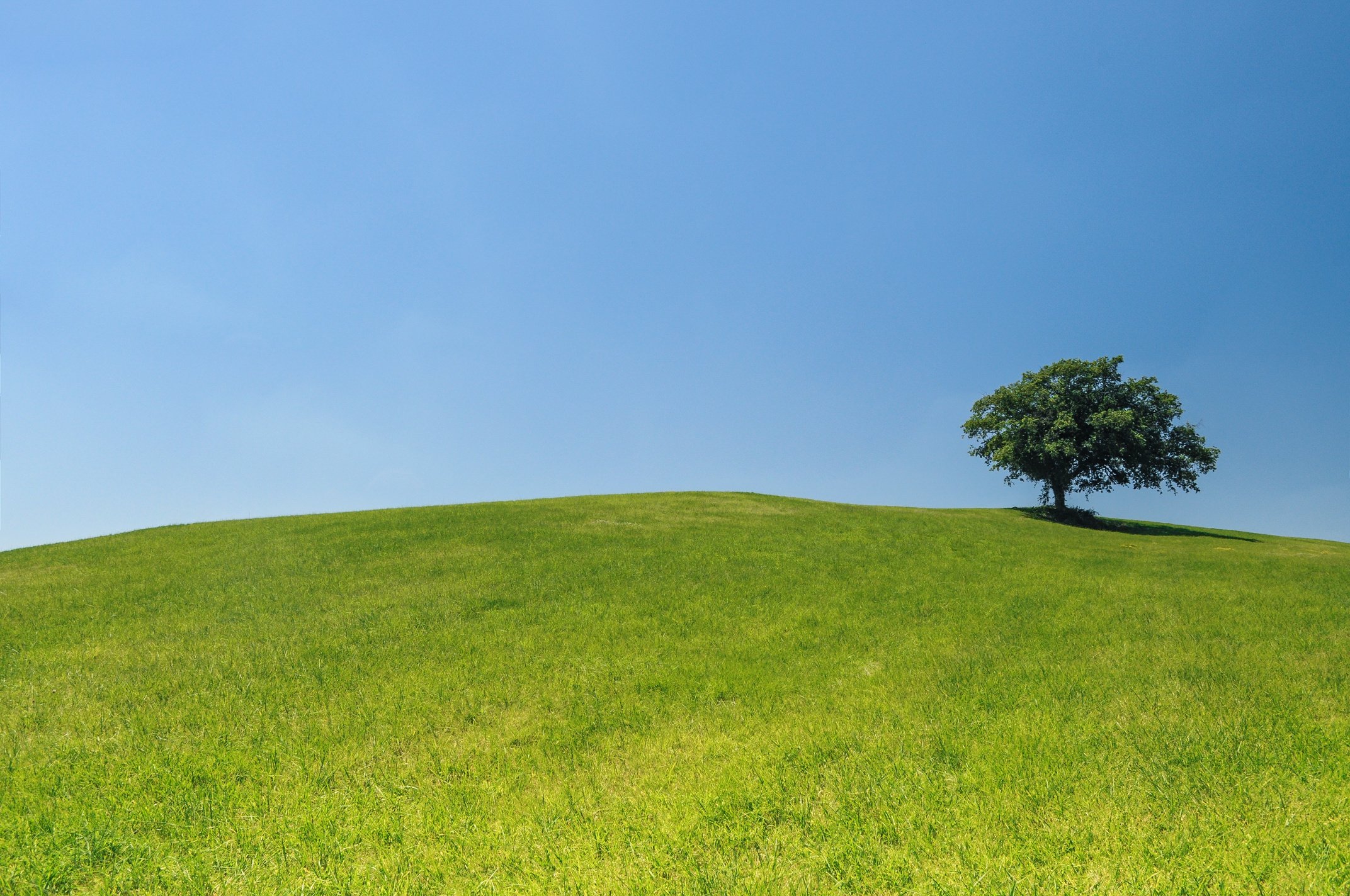 Tree in Nature